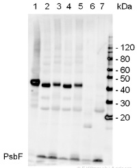 PsbF | beta subunit of Cytochrome b559 of PSII in the group Antibodies Plant/Algal / Photosynthesis / PSII (Photosystem II) at Agrisera AB (Antibodies for research) (AS06 113)